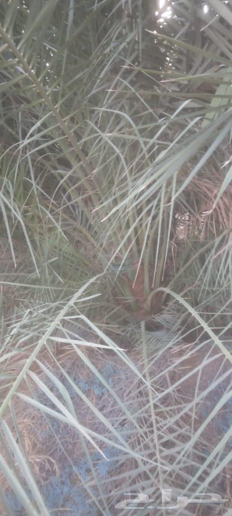 شقراء جميع أنواع النخيل والحين والزيتون وأشجار السدر64214117116545114