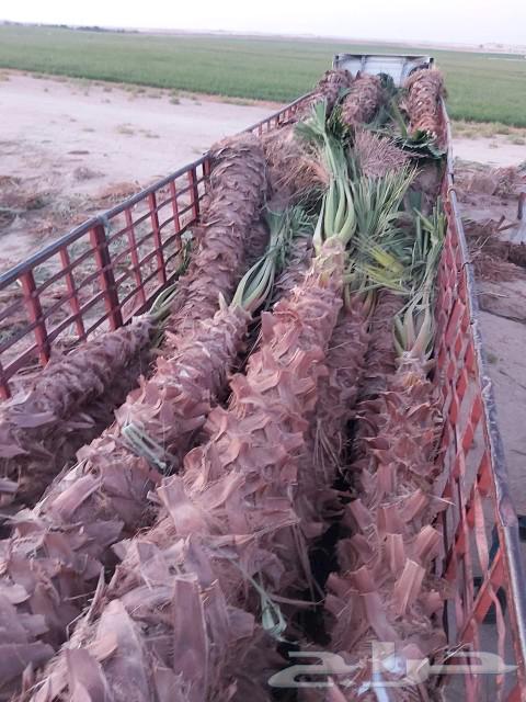 مقاول شبوك ونخيل64213699517698114