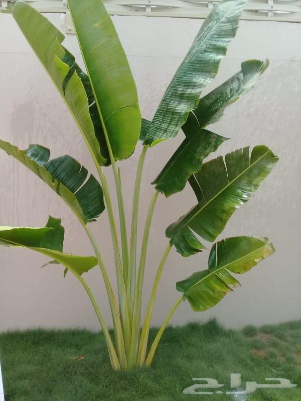 منسق حدائق جده ومكه زراعه النجيله الطبيعي شبكات الري تقريبا64213480829825111