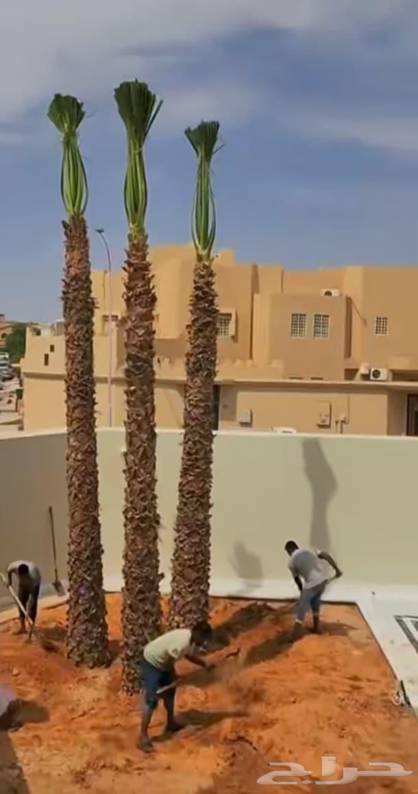 We have all types of dates and deliver throughout the Kingdom64213479968771114