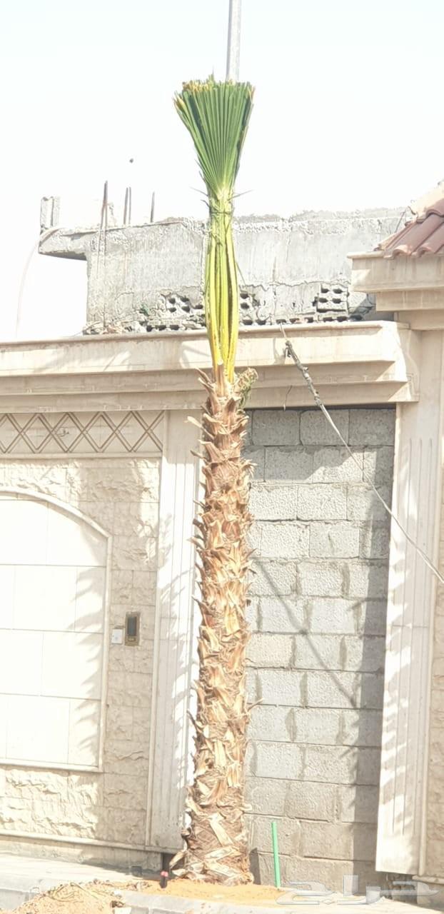 نخل واشنطني واشنطن زينه64213695948675113