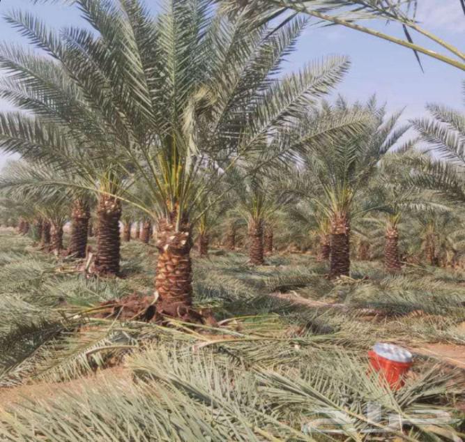 For all stone, palm tree, and fence construction works64213918558338112