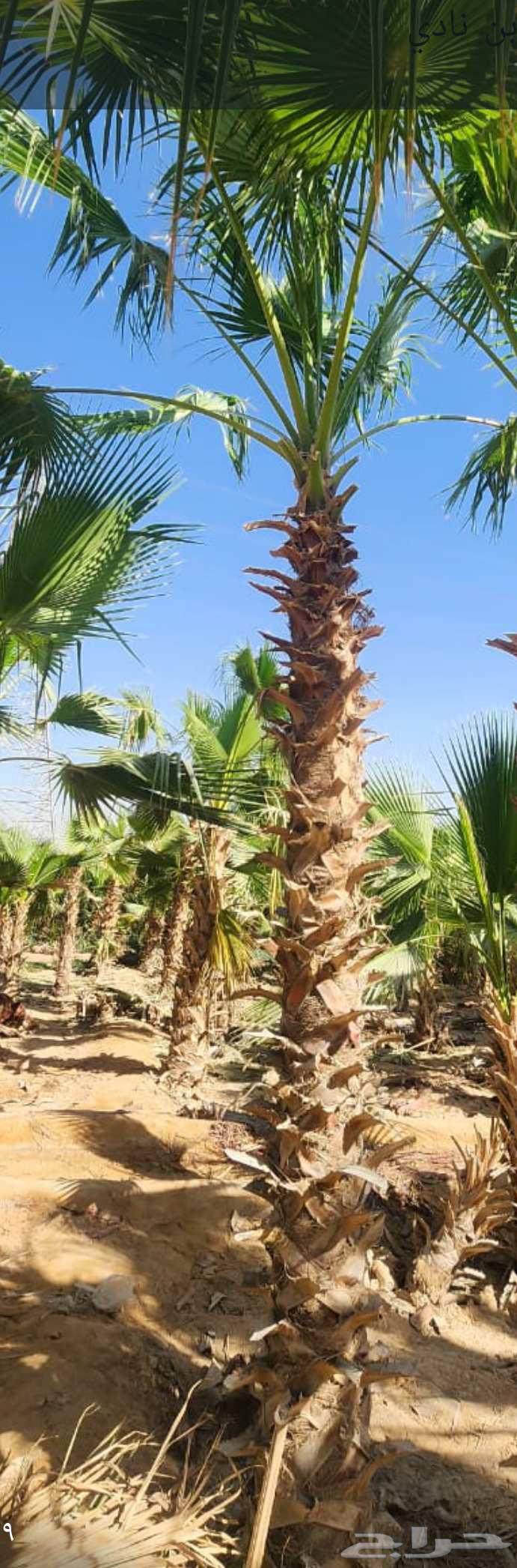 Washingtonia Palms, Arabic Palm Trees, Palm Cleaning, Trimming and Pruning64213285467779111
