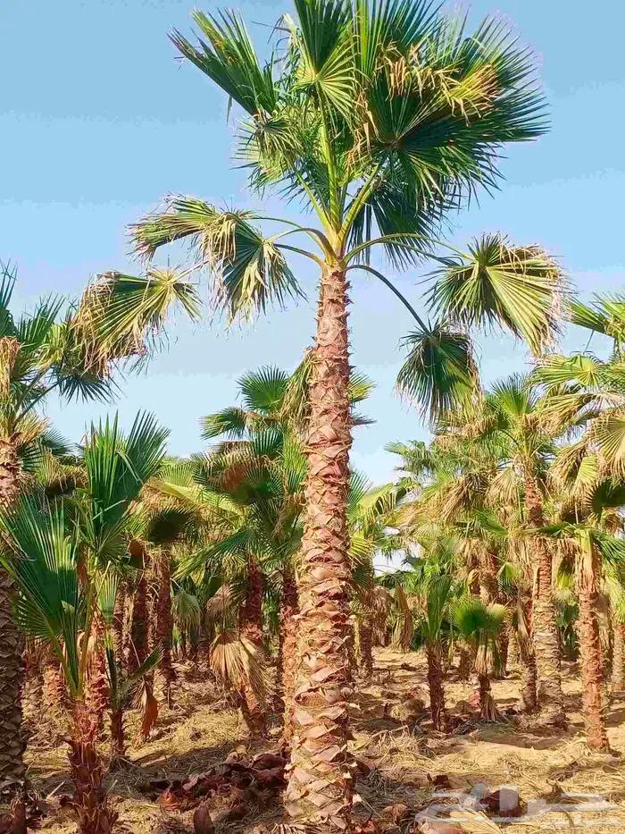 نخل واشنطن امريكي جميع الاحجام64213282816385110