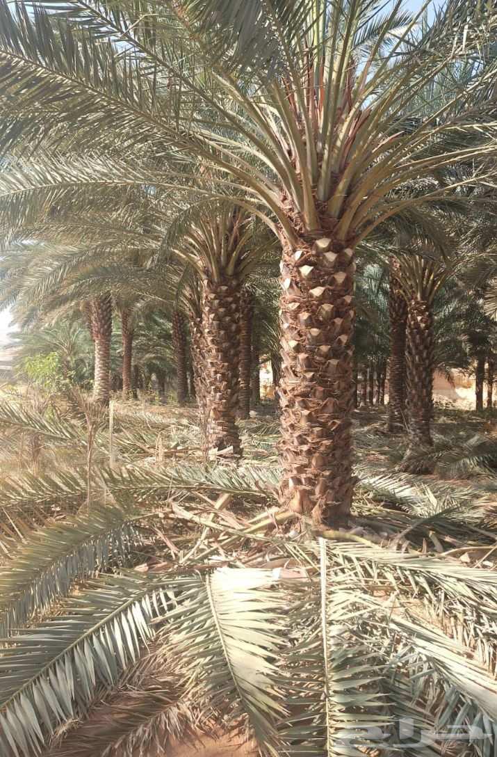 جميع أشغال أنخل تحويض تكريب واشنطن تركيب شبوك64214116489217112