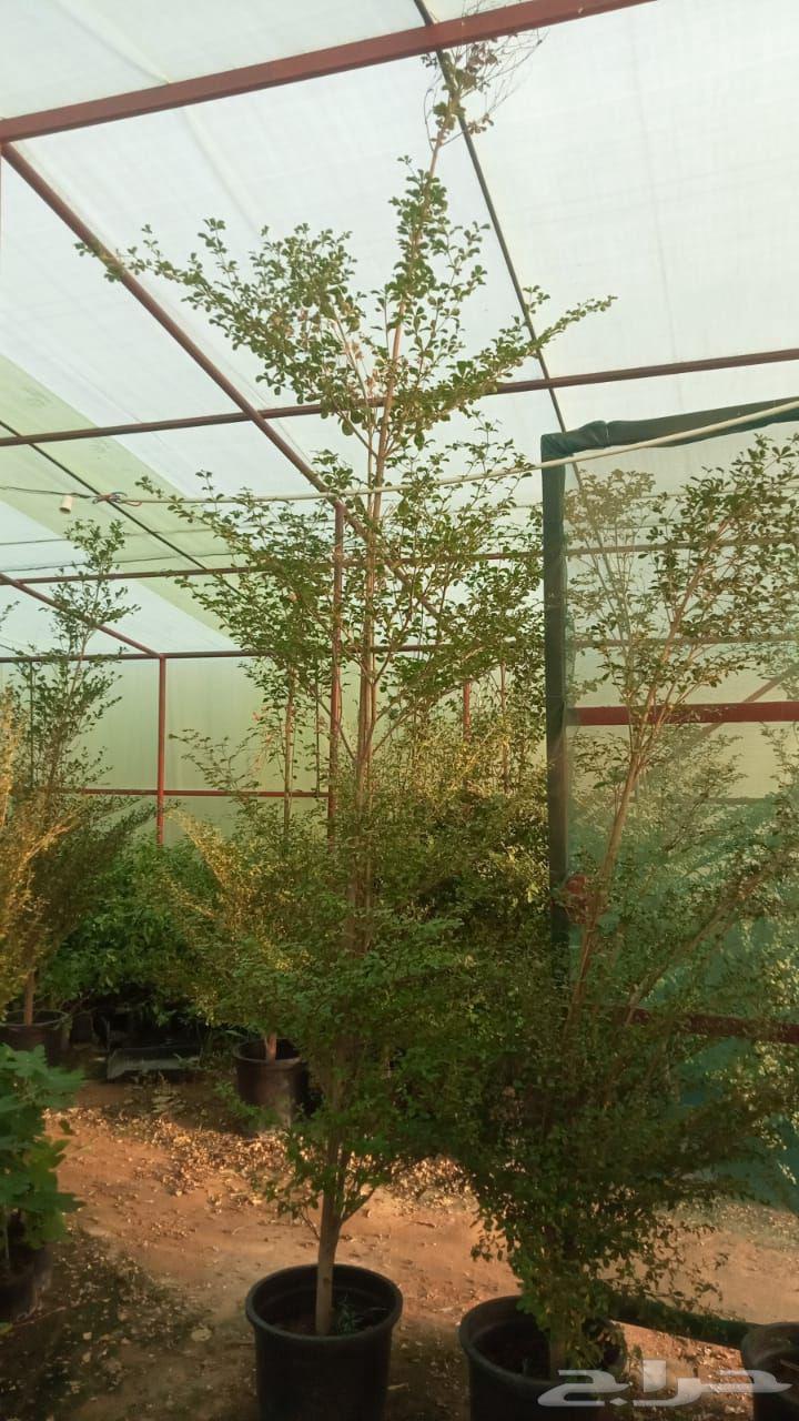 Natural garden landscaping with artificial grass and all types of trees at reasonable prices64213282381314112