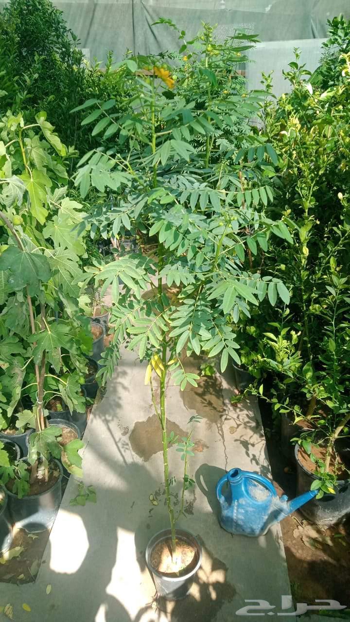 Natural garden landscaping with artificial grass and all types of trees at reasonable prices64213282381314113