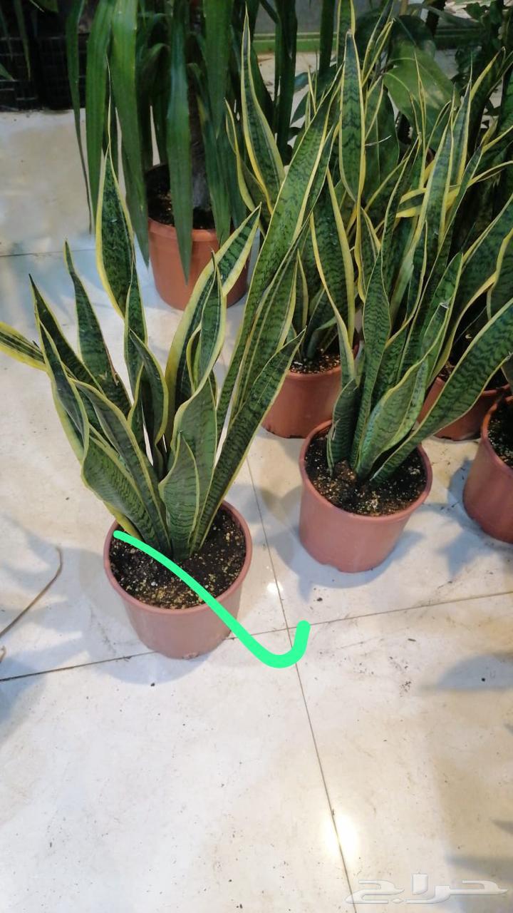 Planting trees and palm trees64511815240193112