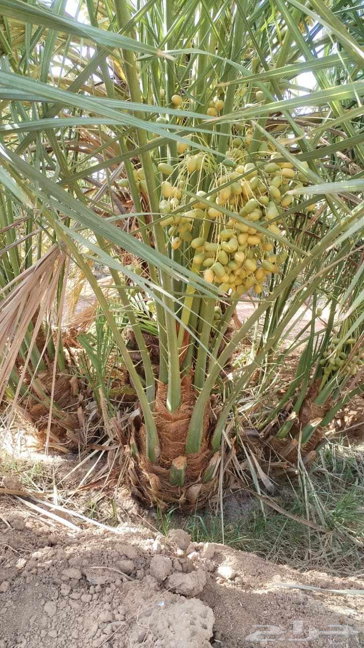 We have all types of dates and deliver throughout the Kingdom64213479968771112