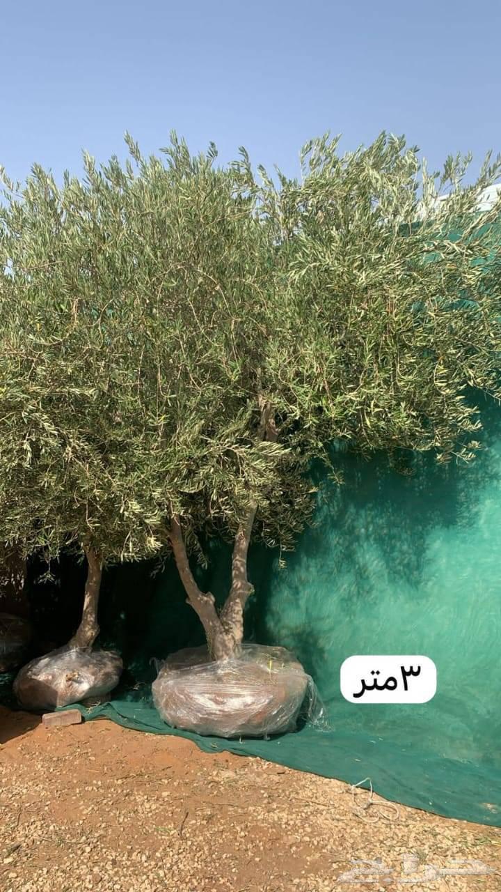 Nursery for landscaping, everything related to agriculture, including olive trees available64214574438787113