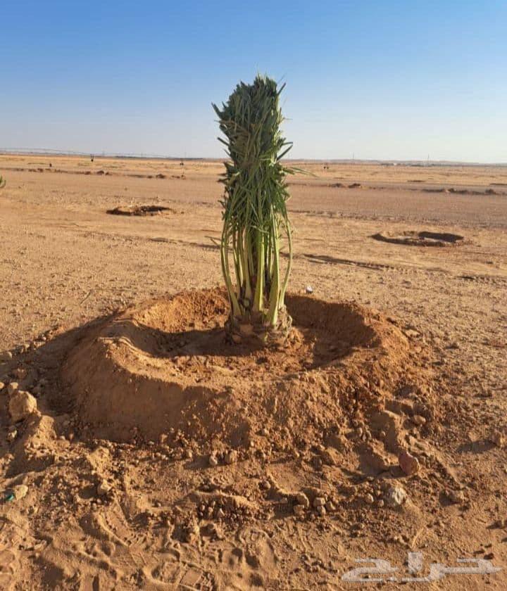 We have all types of dates and deliver throughout the Kingdom64213479968771113