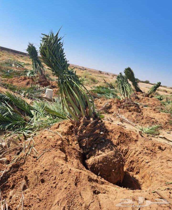 We have all types of dates and deliver throughout the Kingdom64213479968771110