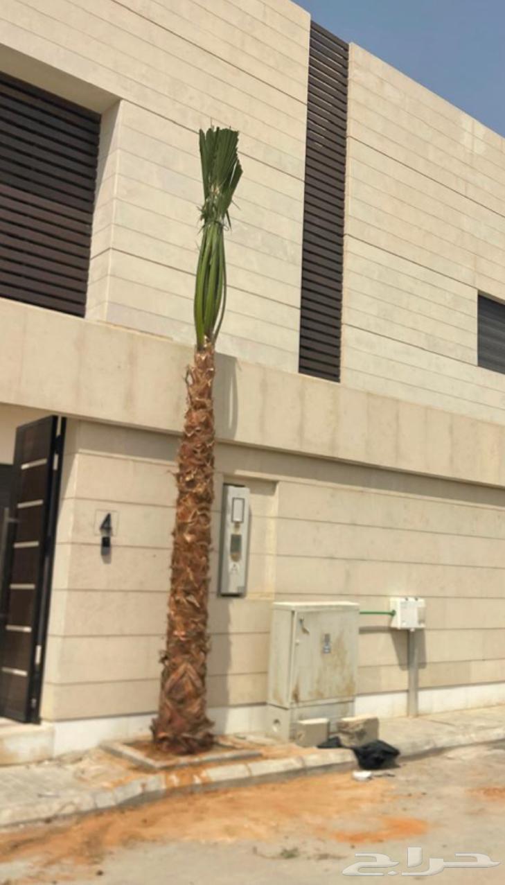 Washingtonia Palms, Arabic Palm Trees, Palm Cleaning, Trimming and Pruning64213285467779112