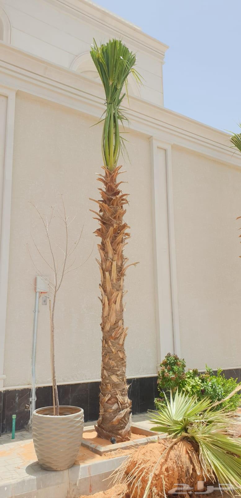 نخل واشنطني واشنطن64217412227330112