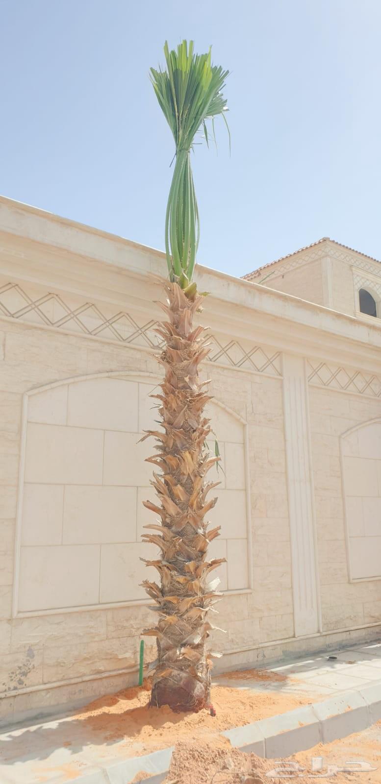 نخل واشنطني واشنطن زينه64213695948675114