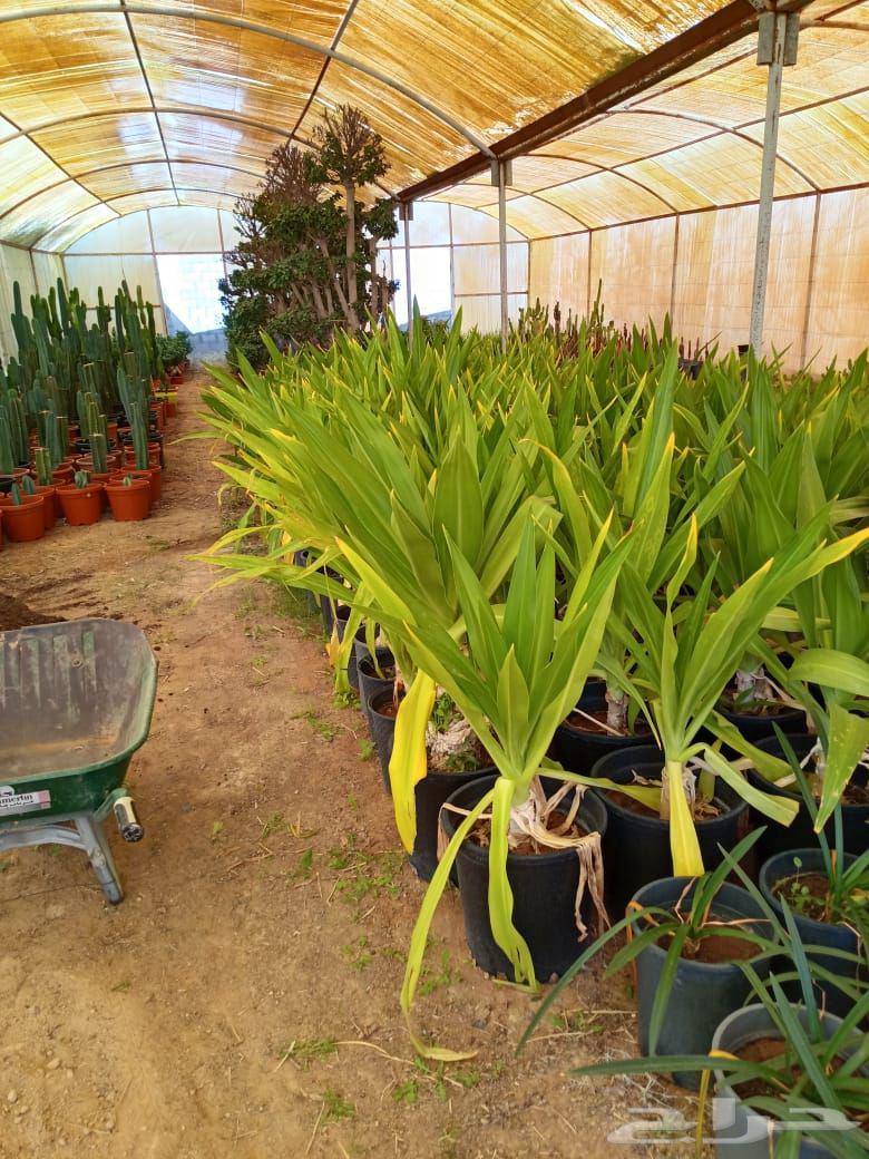 Landscape coordination and opinion network64214117788675110