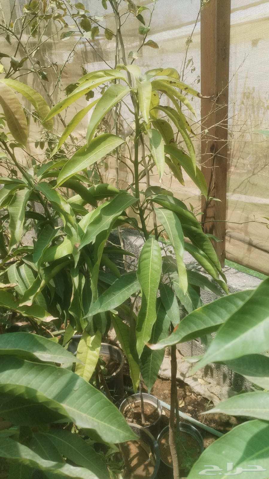 Natural garden landscaping with artificial grass and all types of trees at reasonable prices64213282381314114