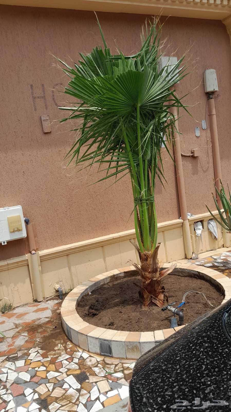 منسق حدائق جده ومكه زراعه النجيله الطبيعي شبكات الري تقريبا64213480829825114