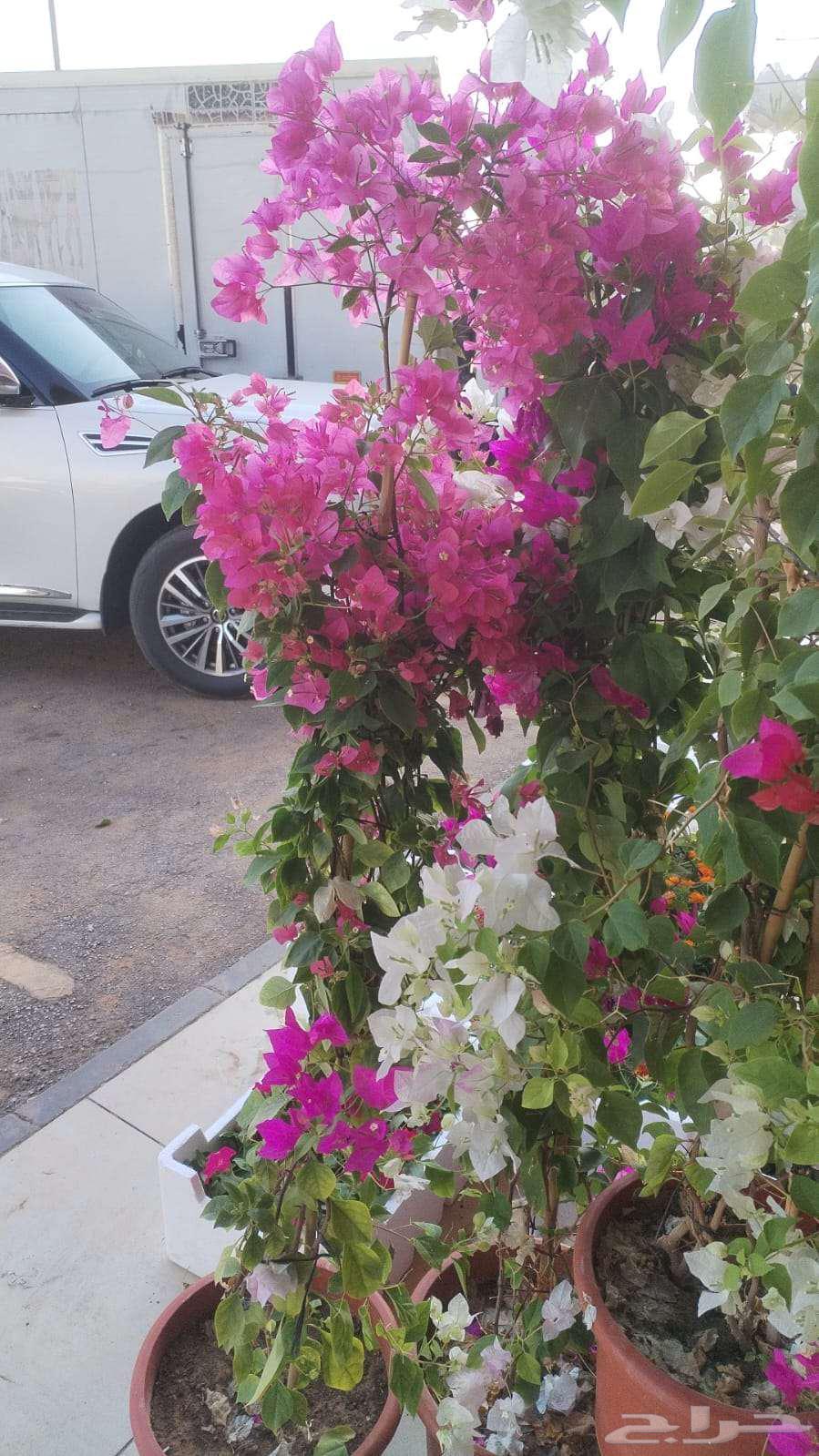 Planting trees and palm trees64511815240193110