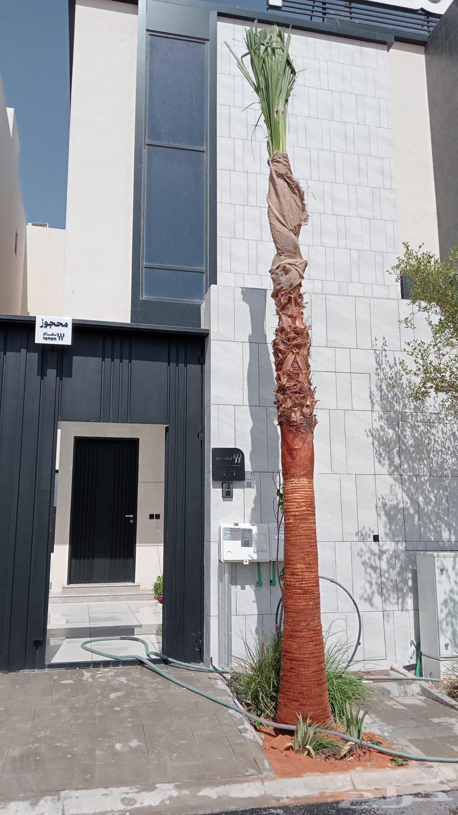 Washingtonia Palms, Arabic Palm Trees, Palm Cleaning, Trimming and Pruning64213285467779114