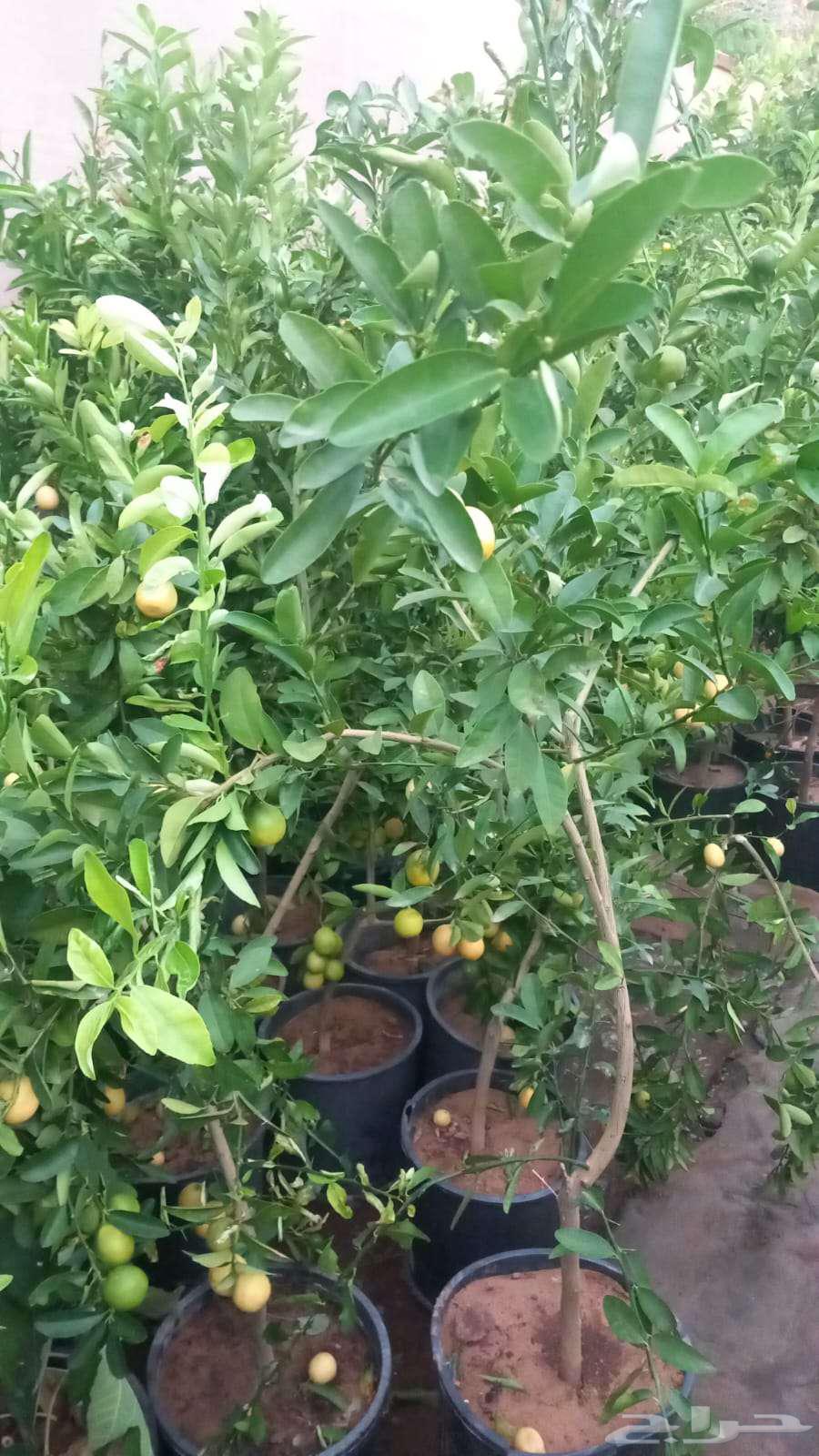 Natural garden landscaping with artificial grass and all types of trees at reasonable prices64213282381314111