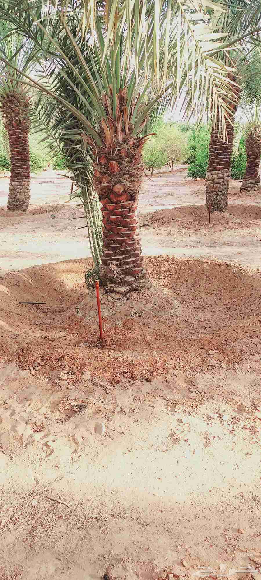 Palm tree work, grafting, transplanting64213915703937111