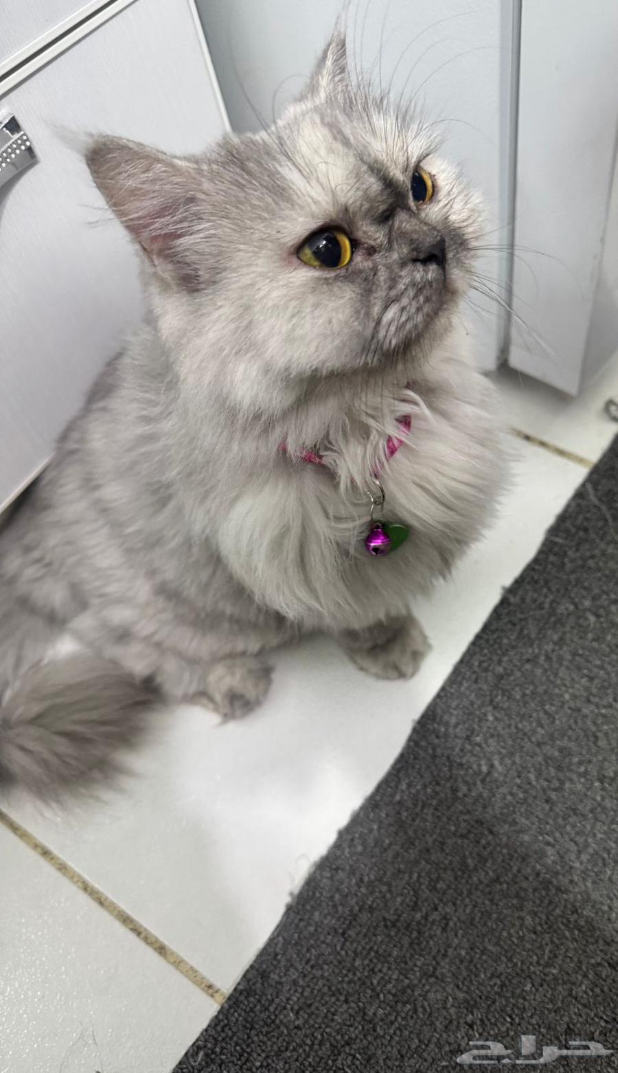 انثى شيرازيه للتبني64214115784321110