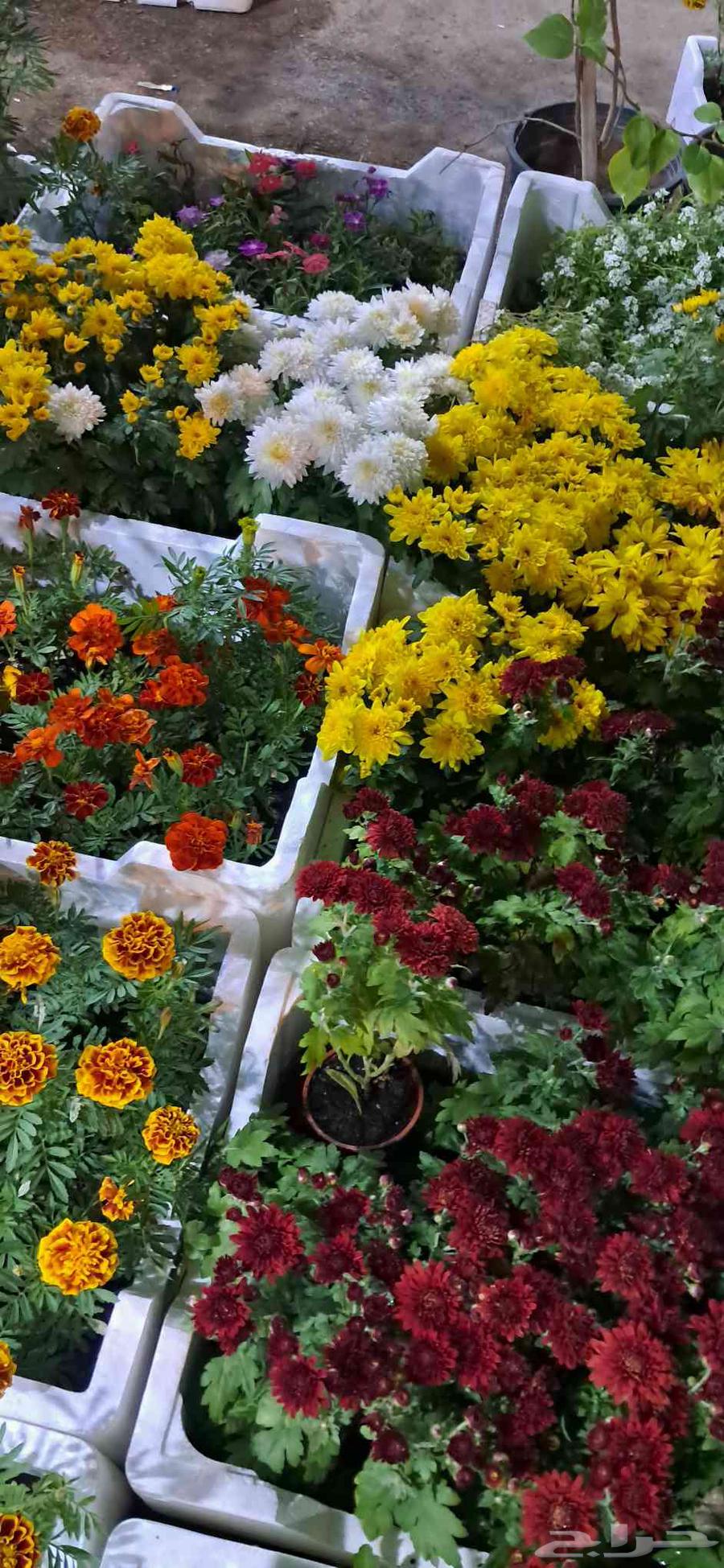 اشجار وزهور وسماد وصيانة الحدائق64212449604994110