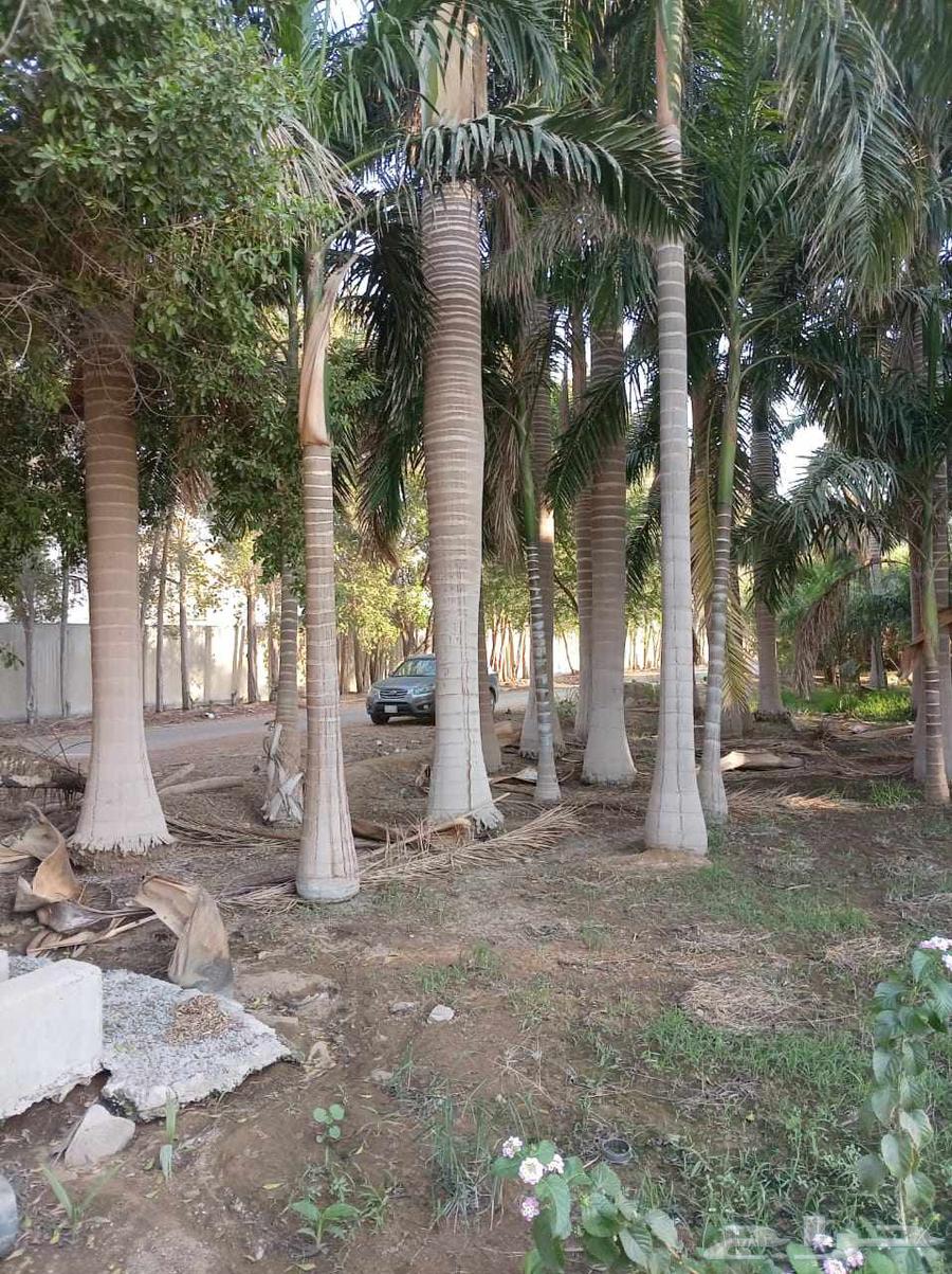 Palm Trees64212228007553111