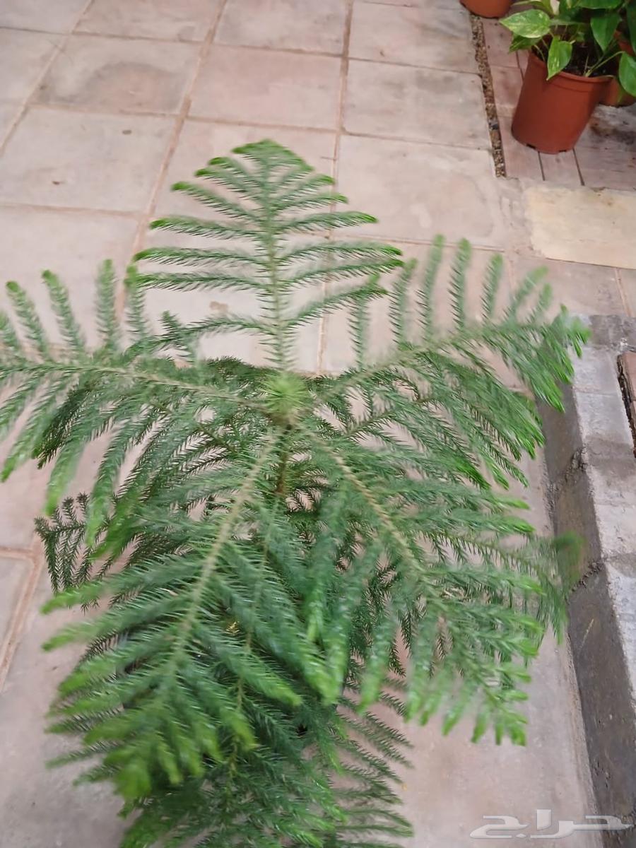 Planting trees and palm trees64511815240193111