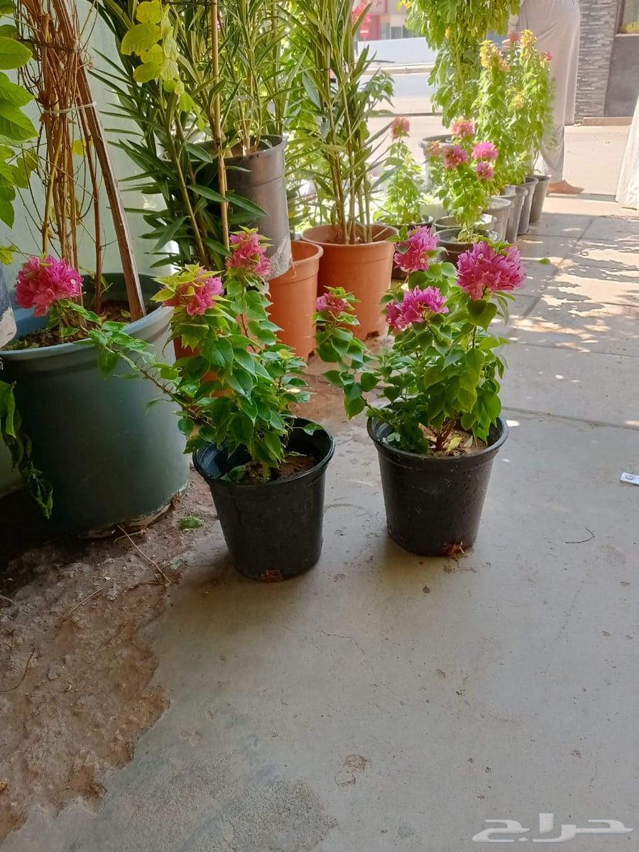 مشتل أبو سجده للزراعه64225065090178110