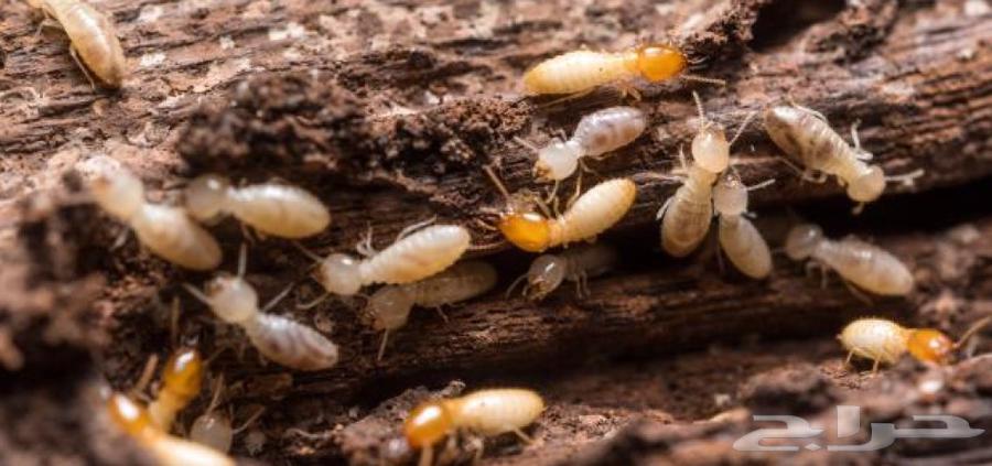 شركة مكافحة حشرات بالجبيل ورش مبيدات بالاحساء64217878737026114