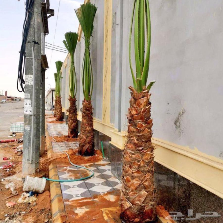 عمل النخيل العربي والواشنطن تكريب تحويض صيانه64217878753537114