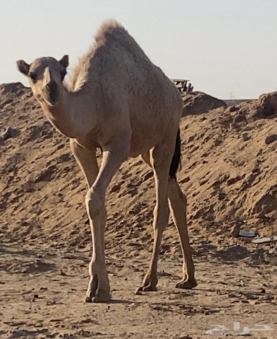 حشو قعدان قصب سمان للبيع64218073977090110