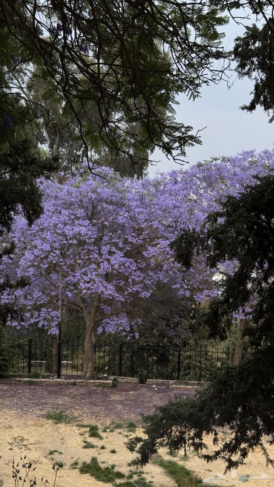 Annual rental cabin required in Mahayil64216694246915110