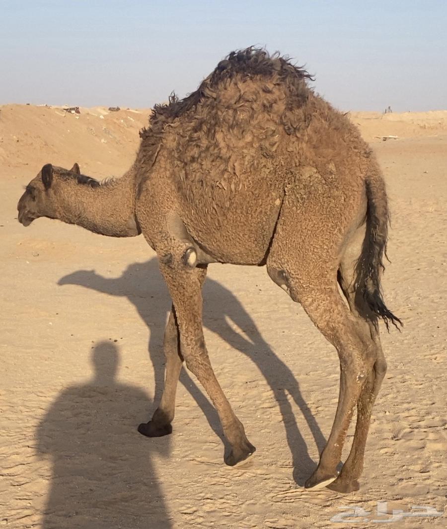 حشو قعدان قصب سمان للبيع64218073977090111