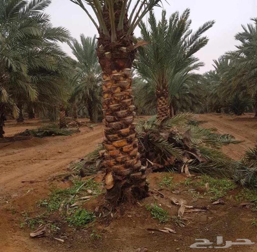 عمل النخيل العربي والواشنطن تكريب تحويض صيانه64217878753537111