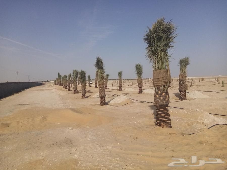 مقاول شبوك وزراعه نخيل64218306105987112