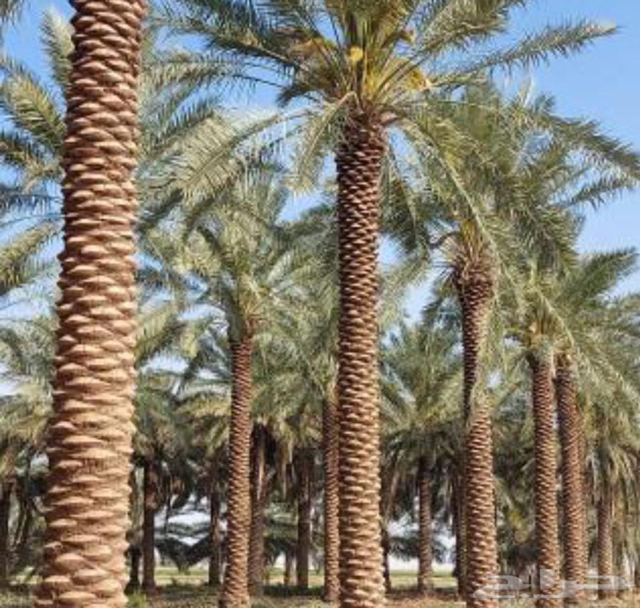 عمل النخيل العربي والواشنطن تكريب تحويض صيانه64217878753537112