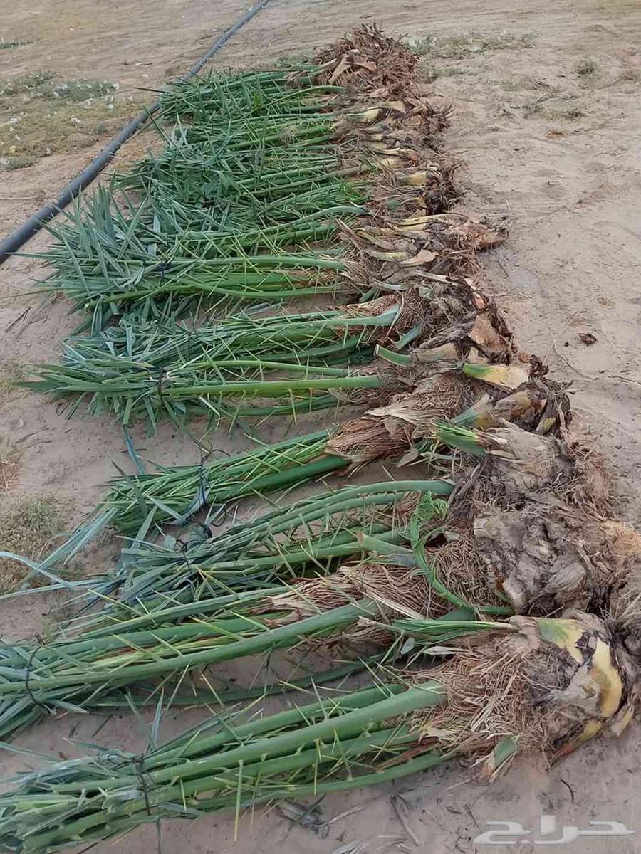 نقوم بقلع وغرس جميع انواع النخيل64249320920835110