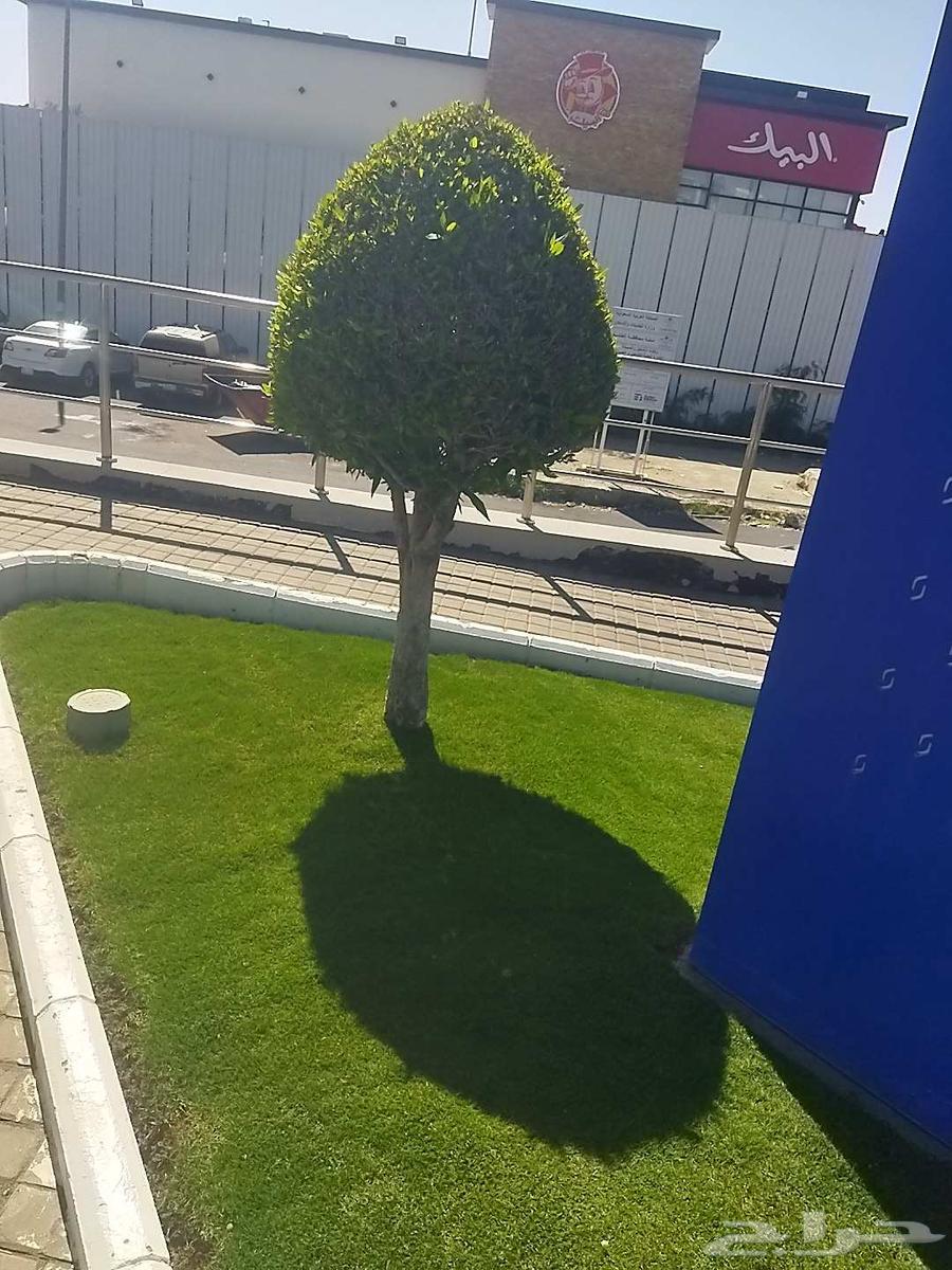 فن حدائق لاند سكيب64225454364674111