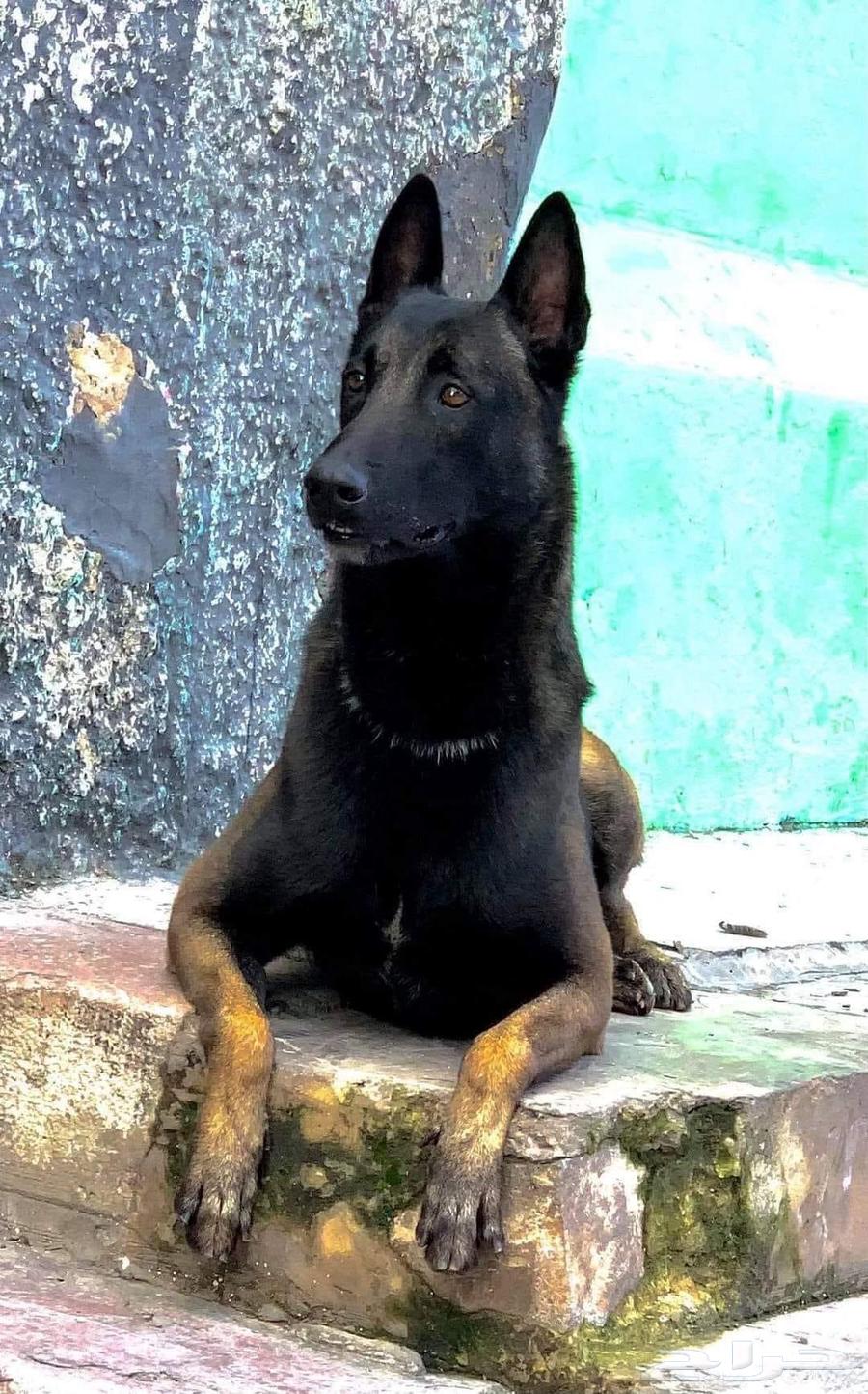 ذكر وانثي من فصيلة مالينوا من اذكي كلاب الحراسه64225454092674113