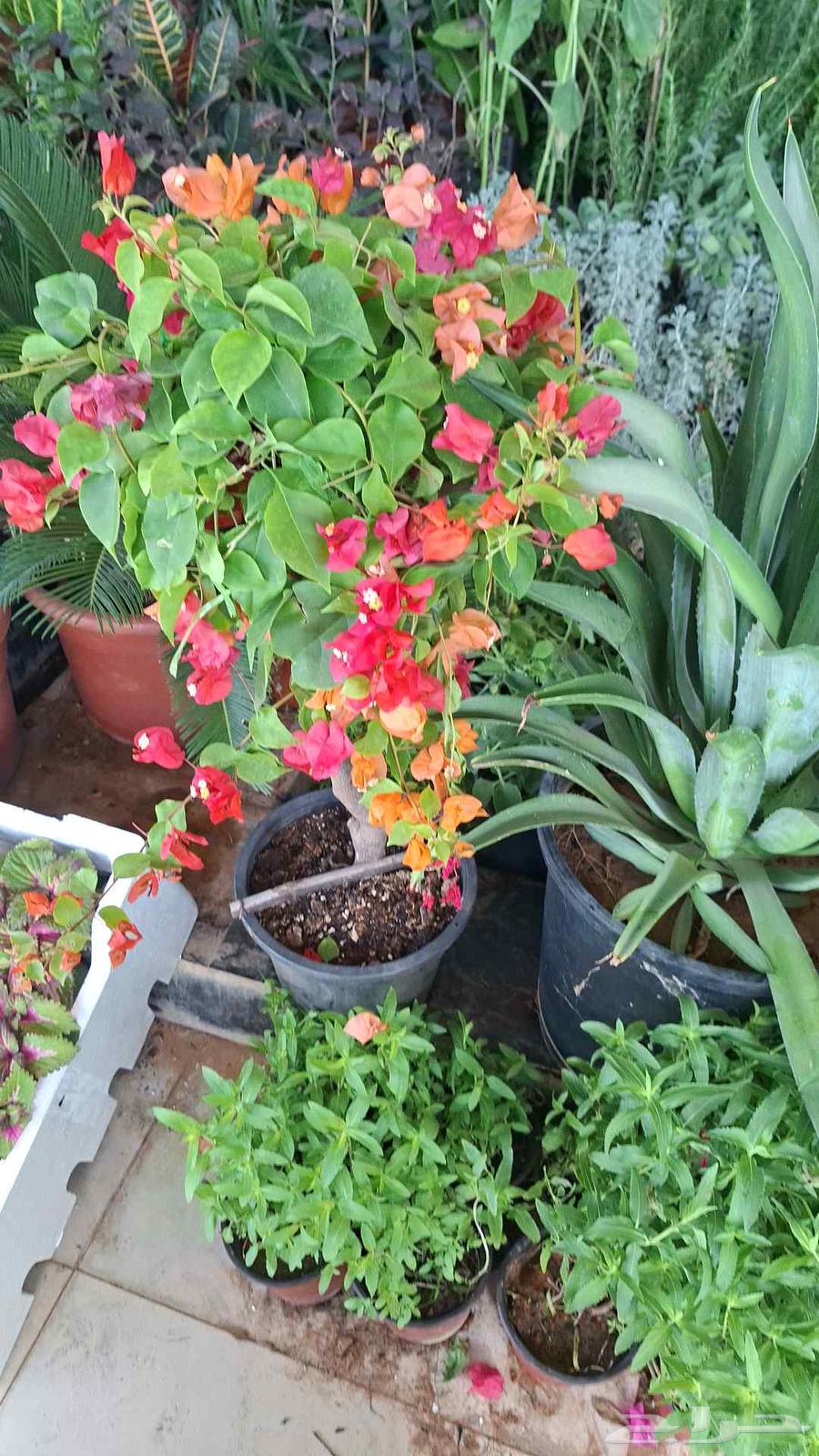 زراعه وتنسيق64239759532929113