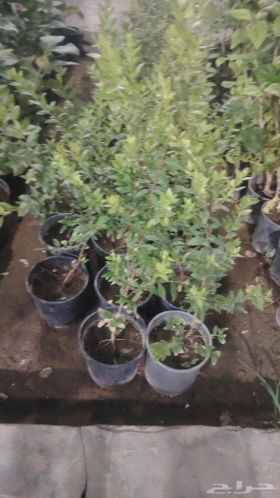 تنسيق حدائق القصيم64225272486657113