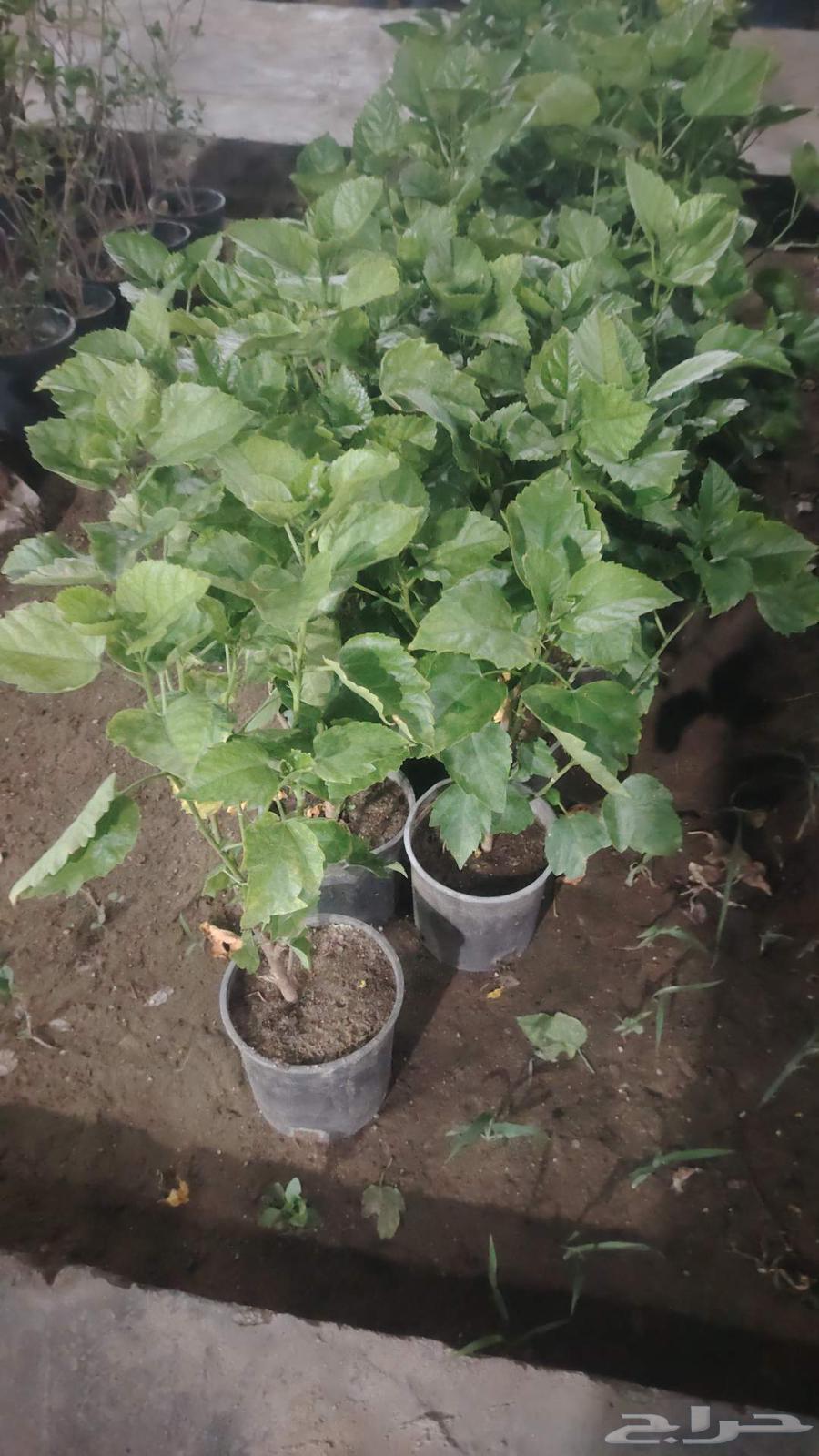 تنسيق حدائق القصيم64225272486657112