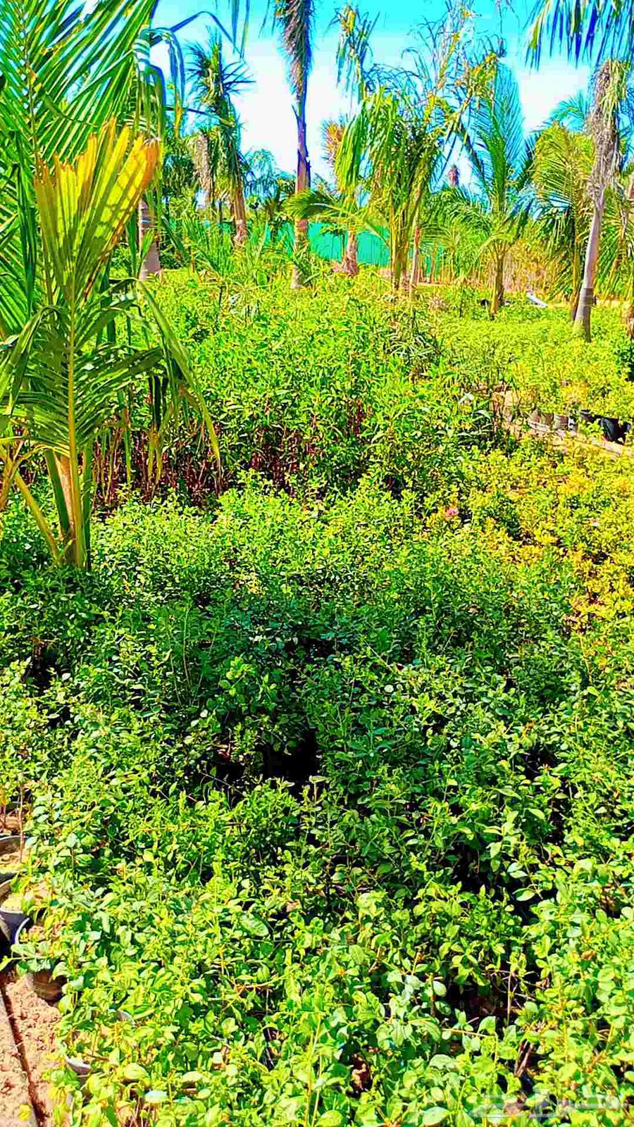 Landscaping, decoration design, awnings, glass rooms, and artificial planting64217644283906111