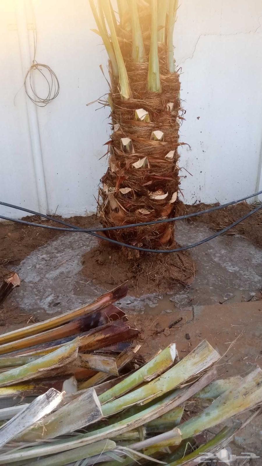 202664239759357186110