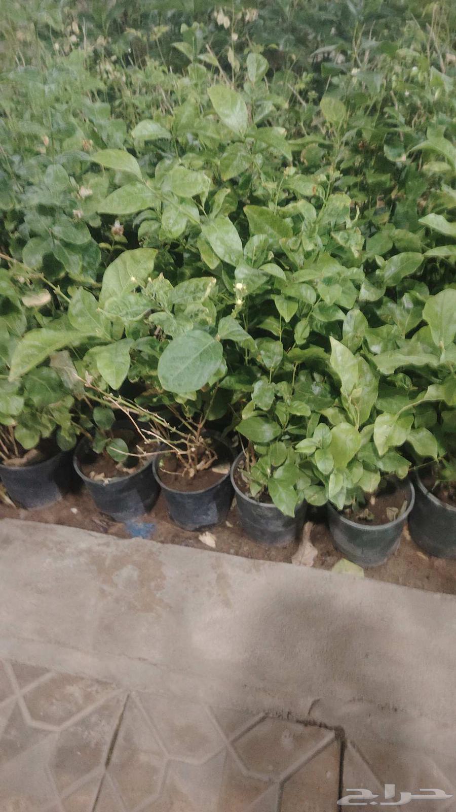 تنسيق حدائق القصيم64225272486657111