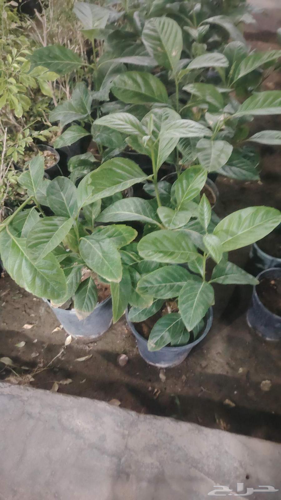 تنسيق حدائق القصيم64225272486657114