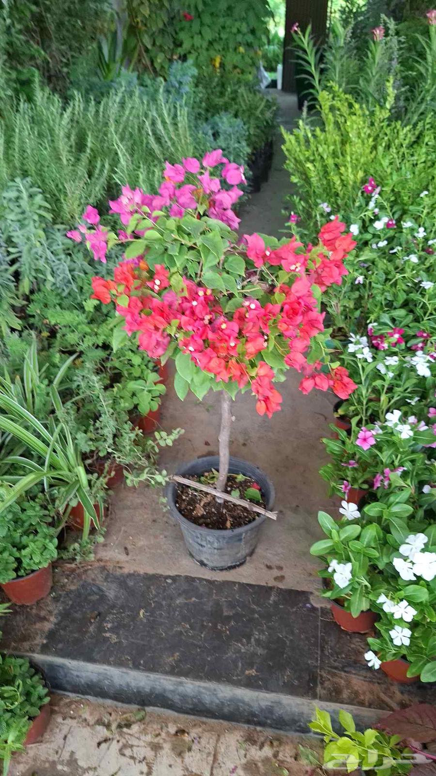 زراعه وتنسيق64239759532929114